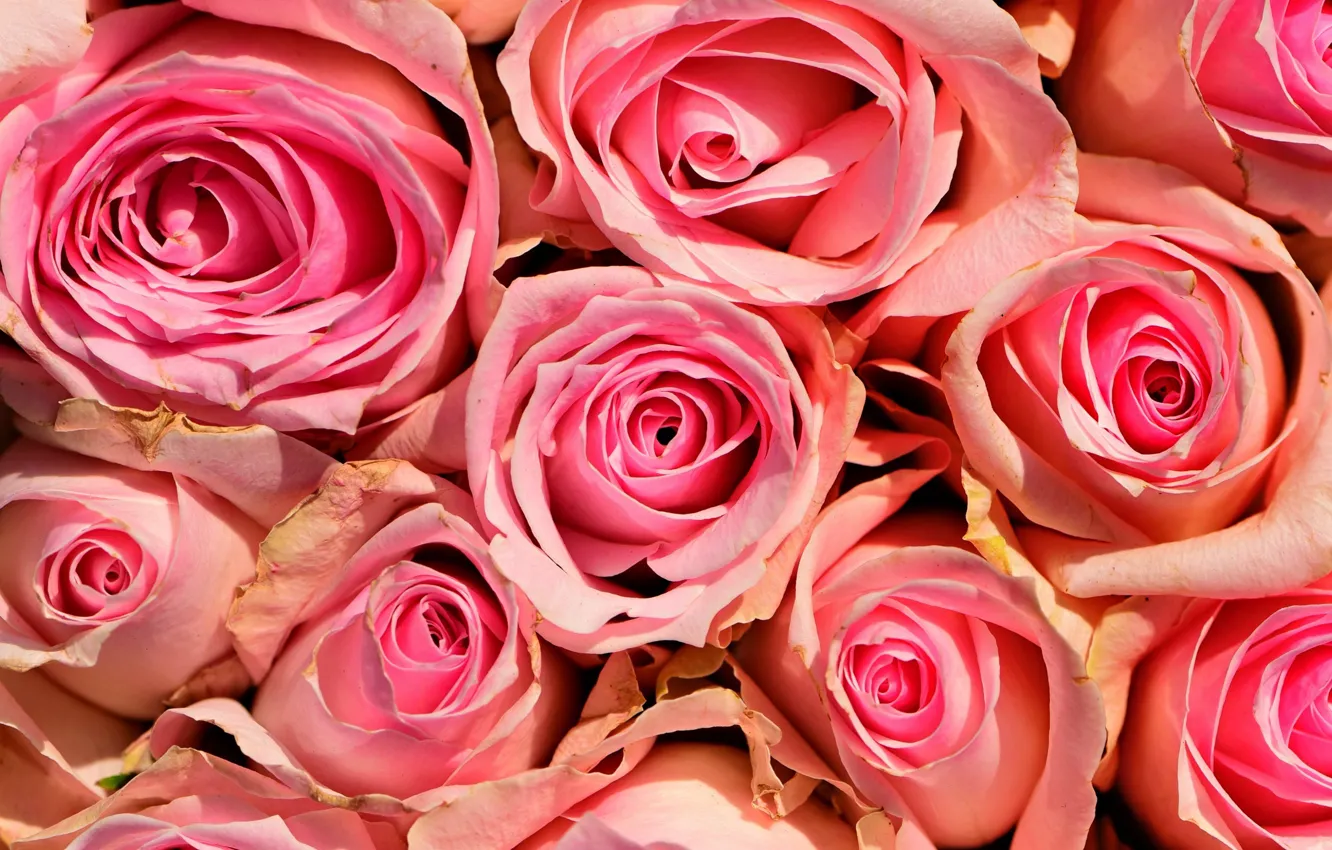 Фото обои розы, текстура, розовые, розовые розы