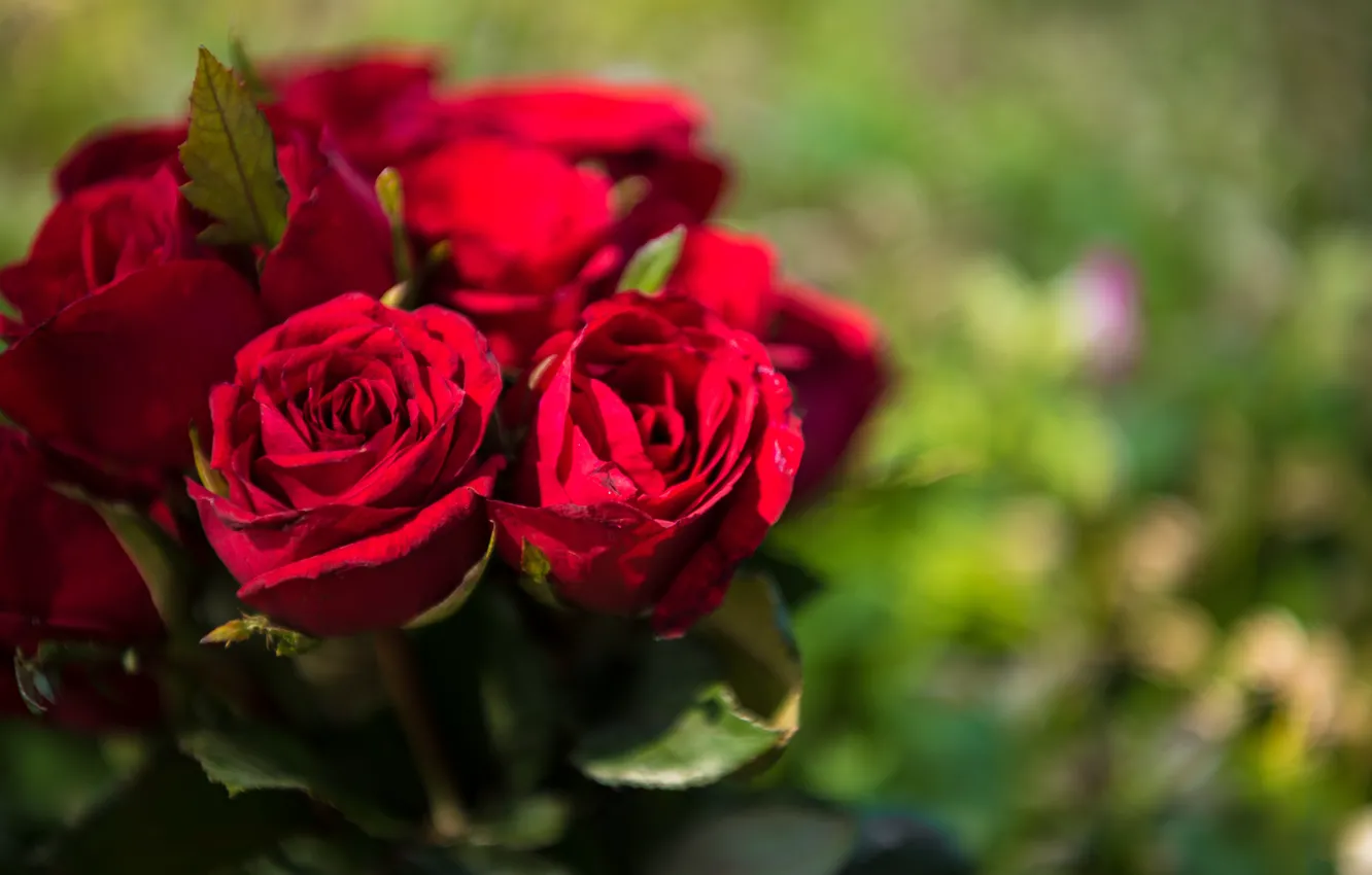 Фото обои цветы, букет, Розы, бутоны