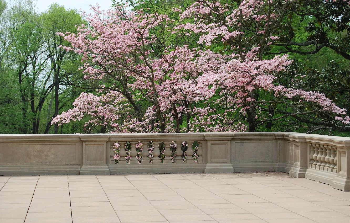 Фото обои деревья, Весна, балкон, цветение, trees, nature, spring, balcony