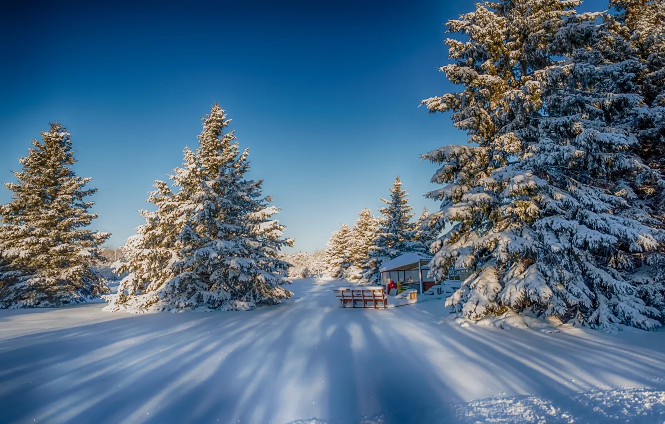 Фото обои зима, снег, деревья, ели