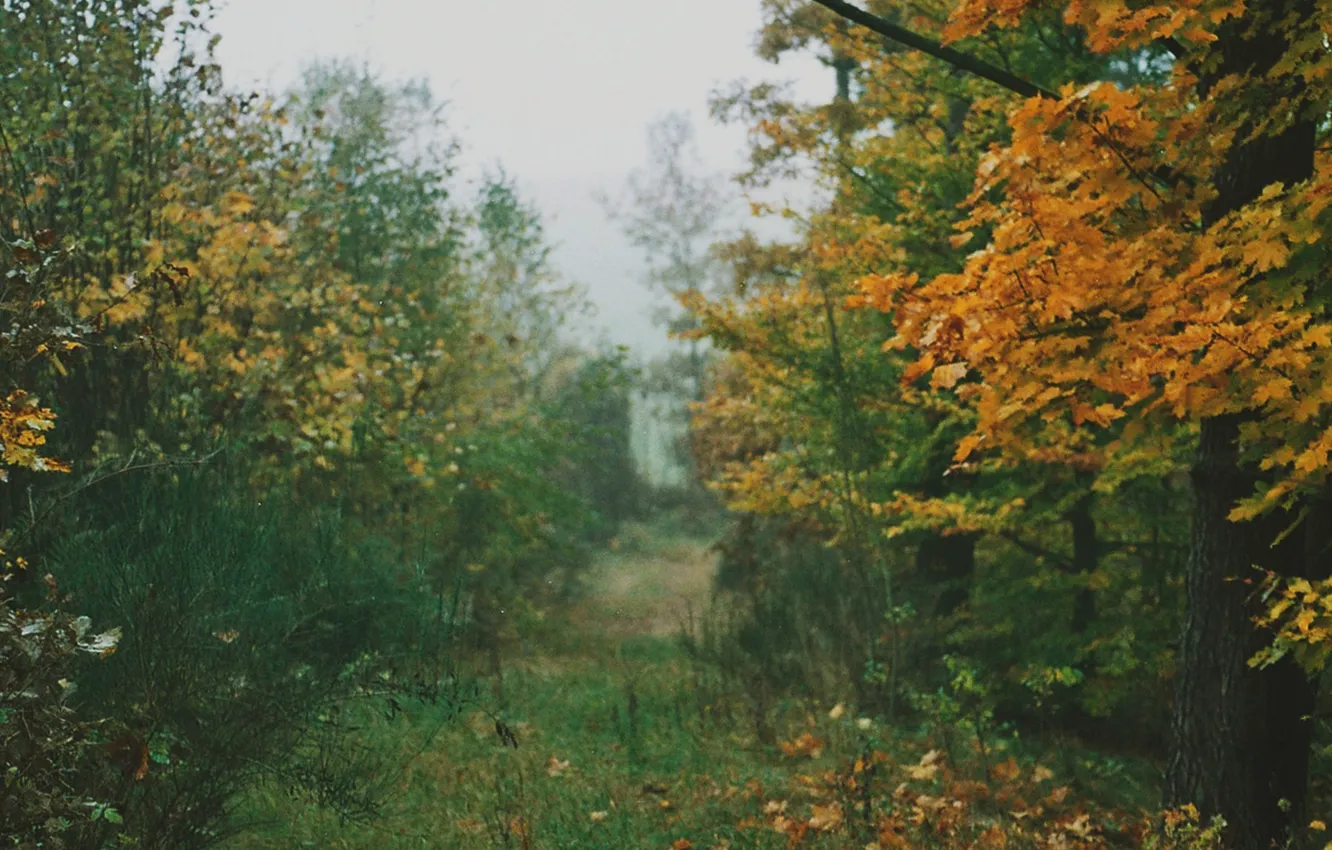 Фото обои grass, autumn, leaves, fog, way, pathway, autumn colors, countryside