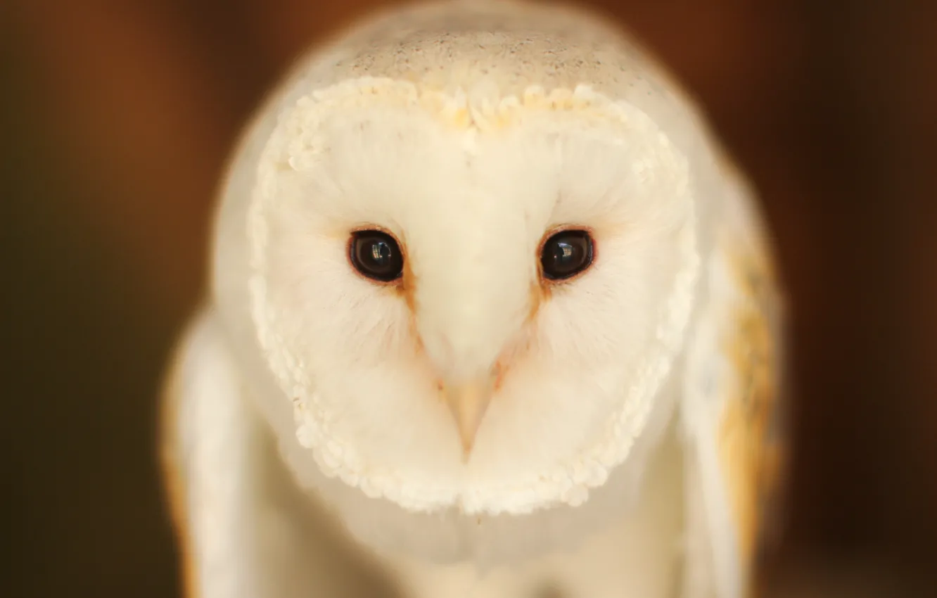 Фото обои взгляд, сова, птица, Barn Owl