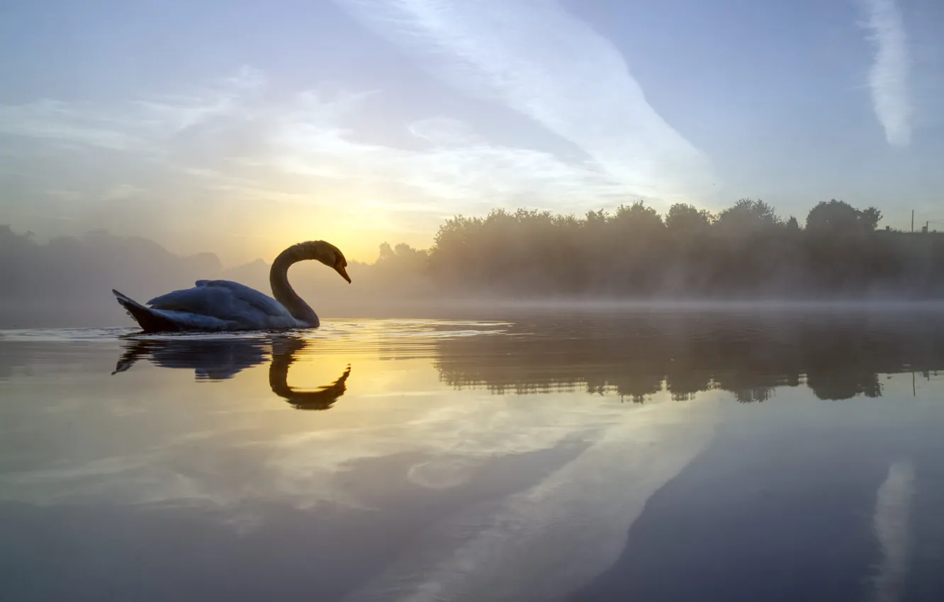 Фото обои туман, озеро, отражение, птица, Англия, утро, лебедь, England