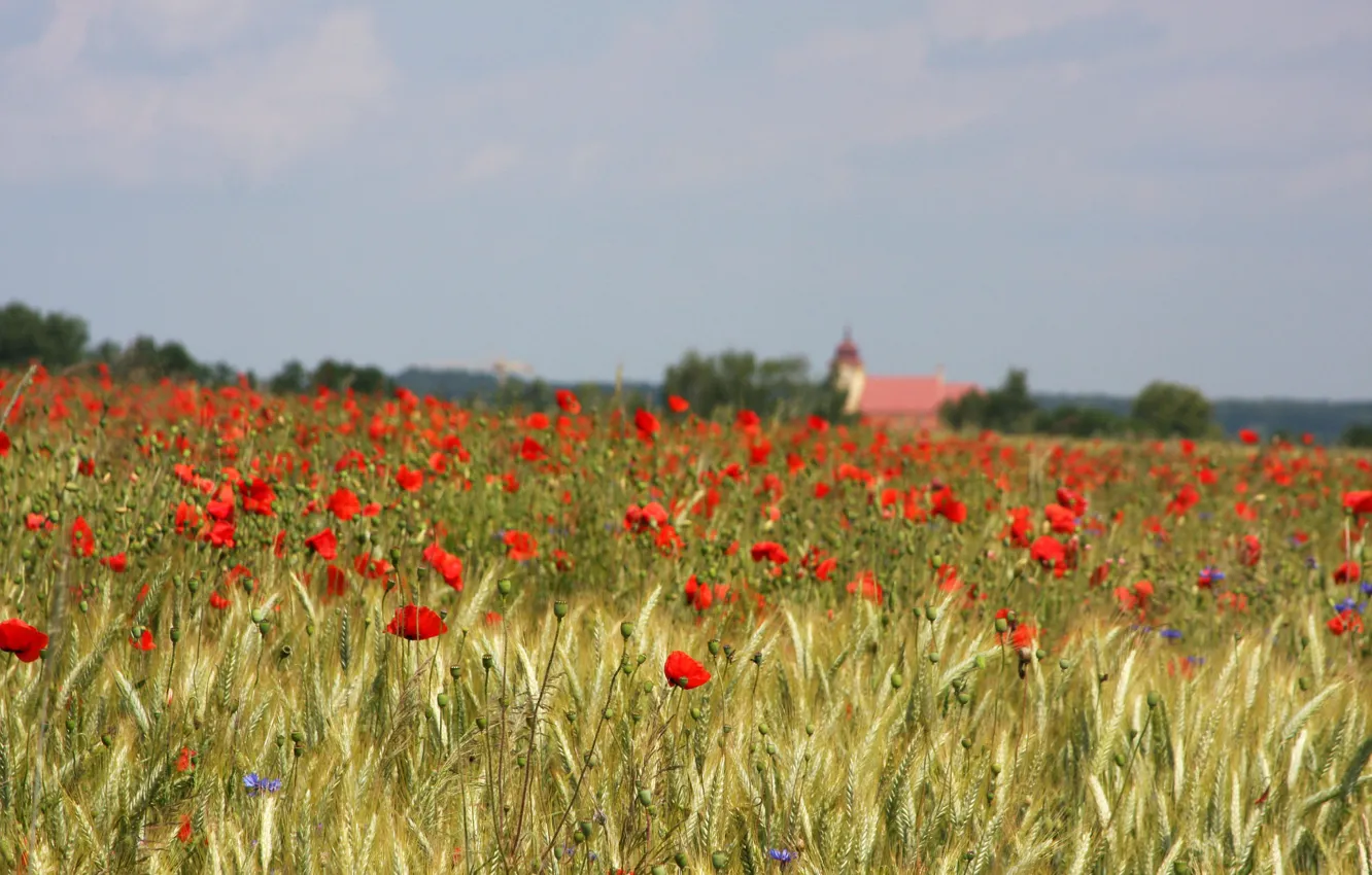 Фото обои поле, небо, цветы, дом, маки, поле цветов, ферма, красные цветы