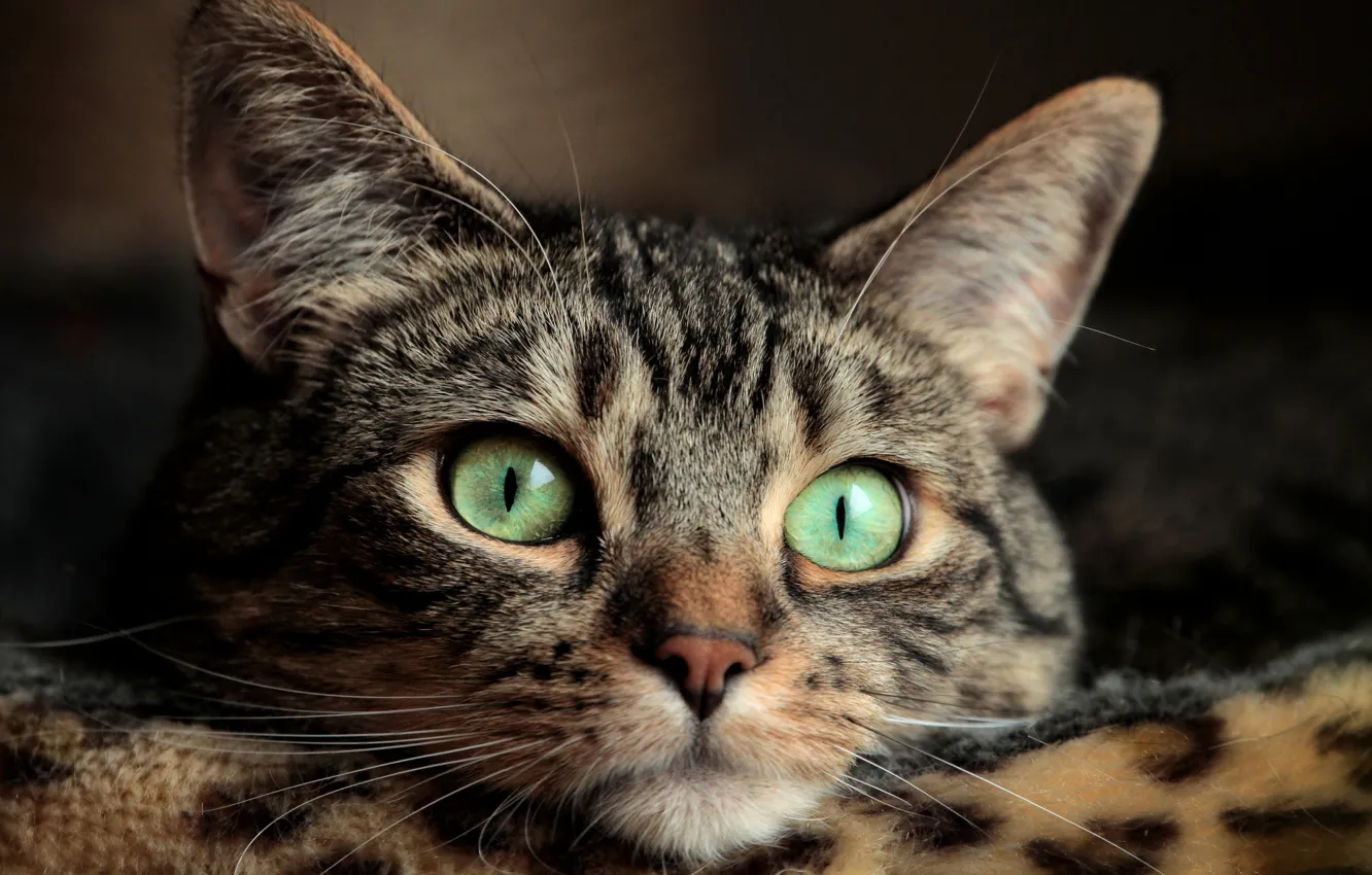 Фото обои глаза, кот, усы, eyes, cat, mustache