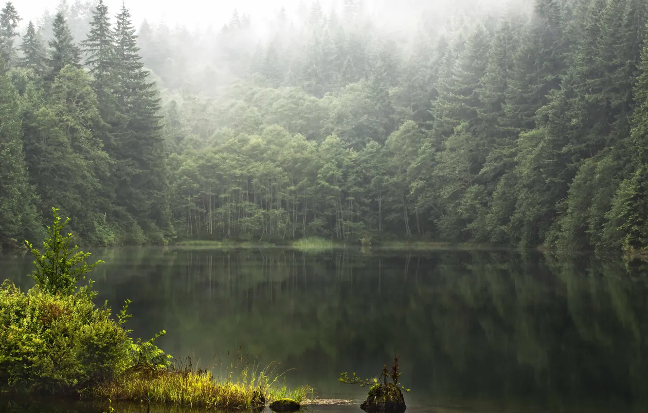 Фото обои лес, лето, туман, озеро