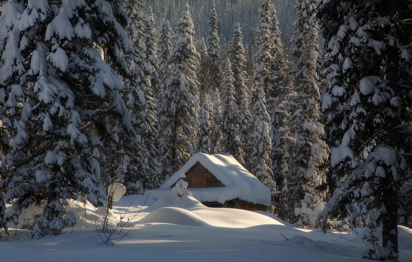 Фото обои зима, лес, снег, избушка, ели, сугробы, хижина, Россия