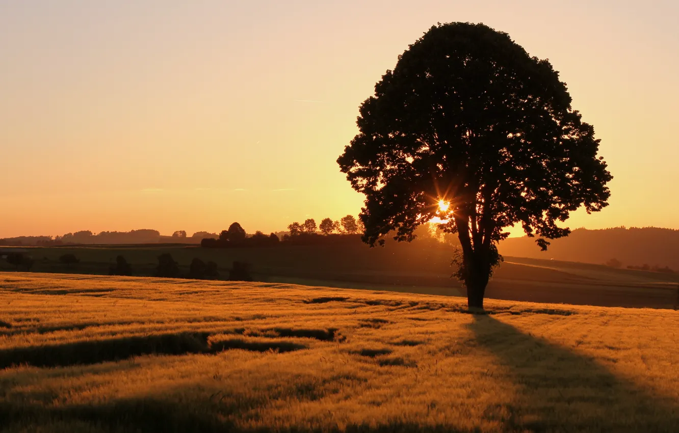 Фото обои поле, пейзаж, закат, дерево