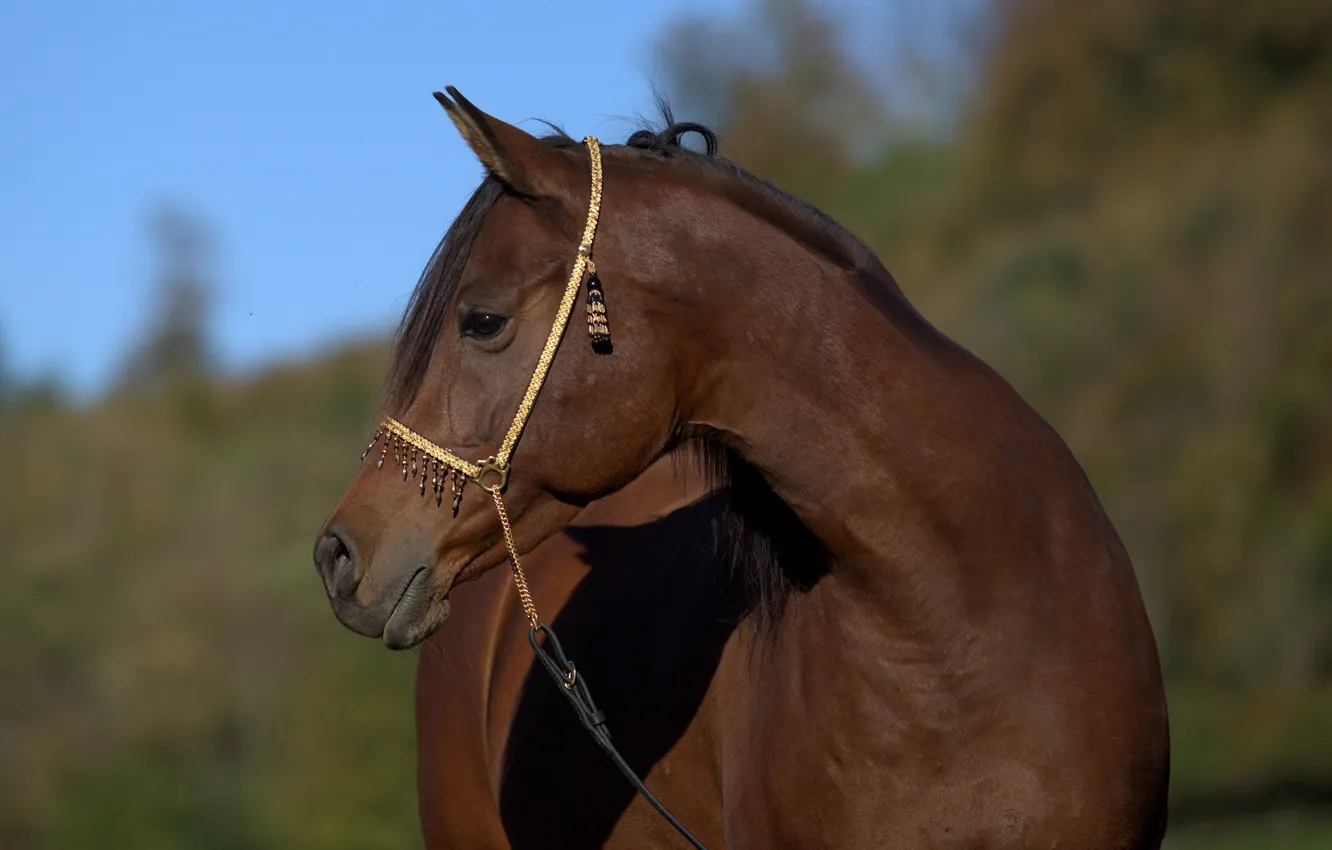 Фото обои морда, конь, лошадь, грация, профиль, красавец, гнедой, (с) OliverSeitz