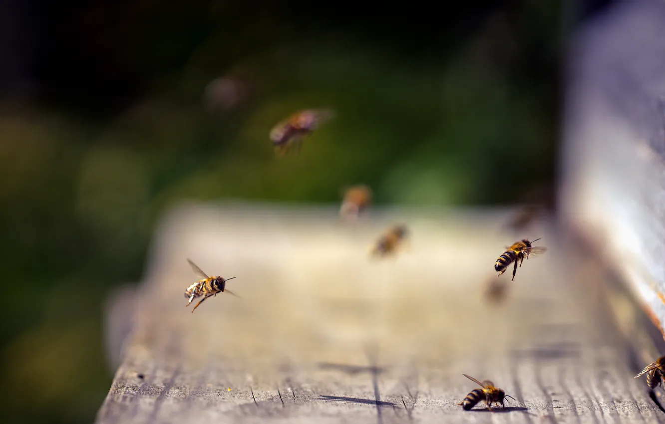 Фото обои природа, улей, пчёлы