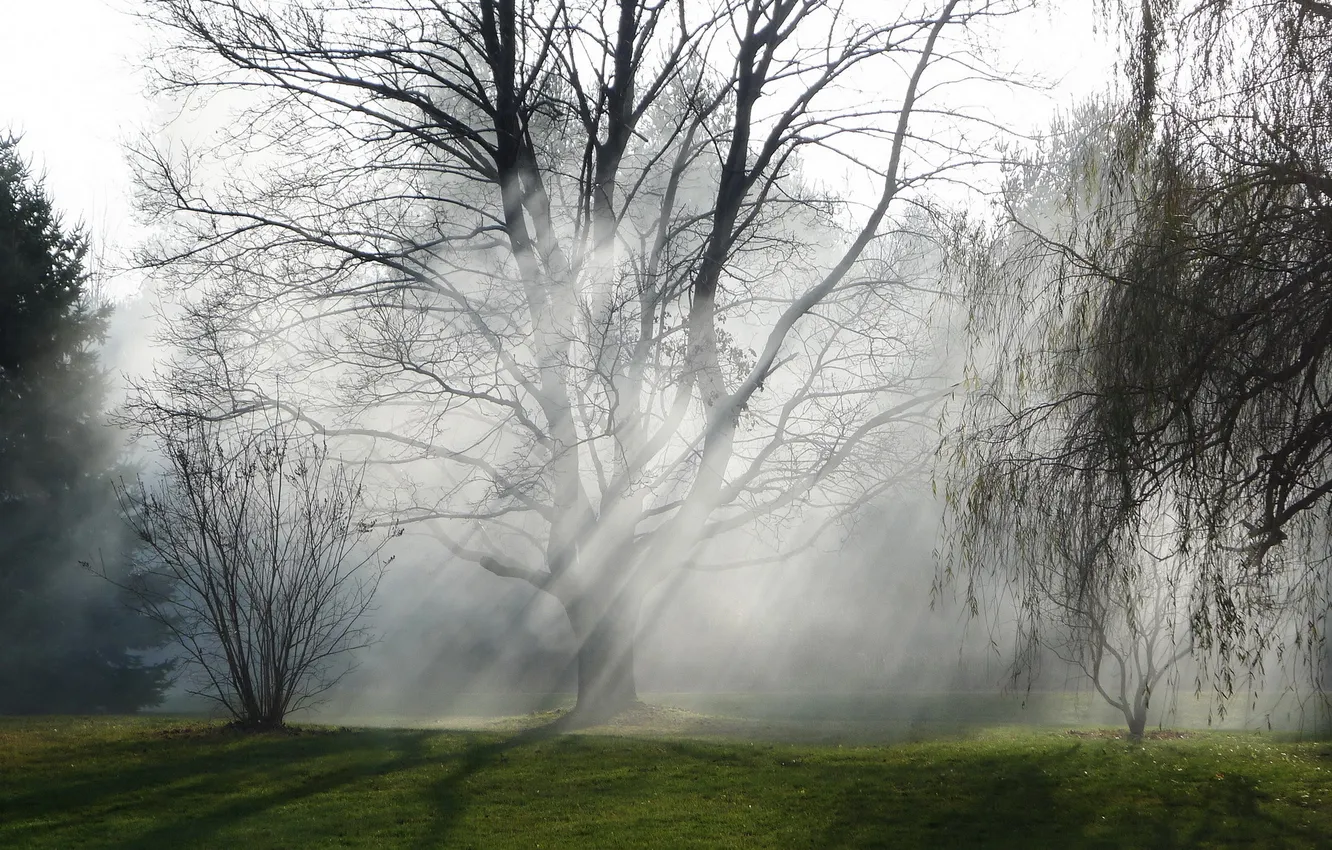 Фото обои природа, туман, дерево, утро