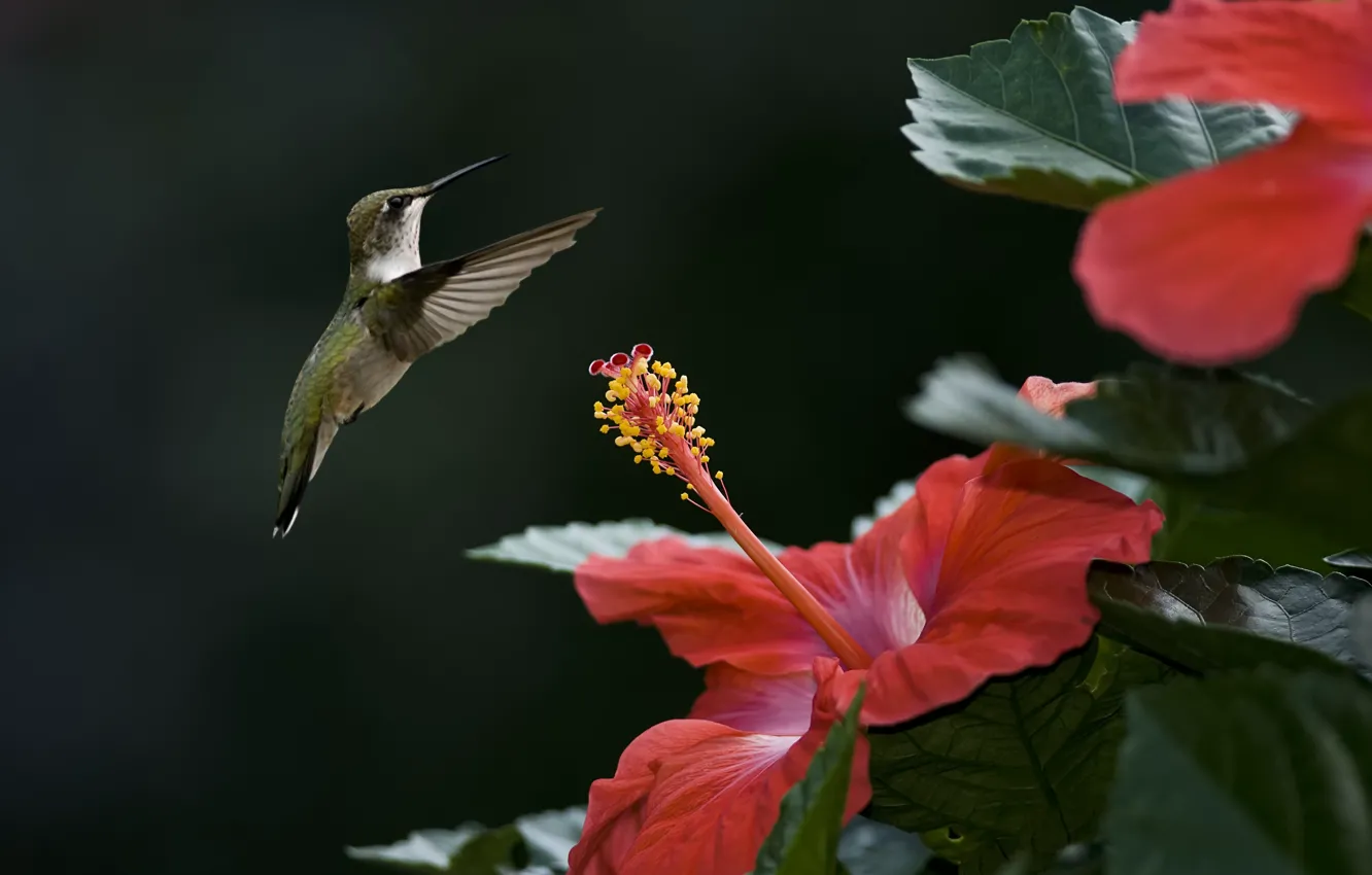 Фото обои цветок, птица, фокус, колибри, гибискус