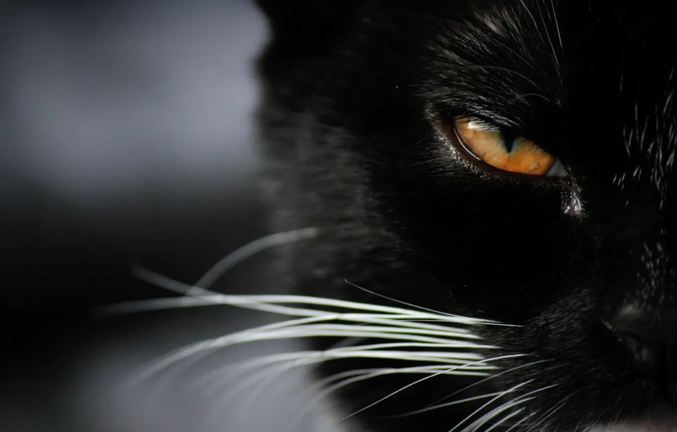 Фото обои глаза, взгляд, кошак, котяра