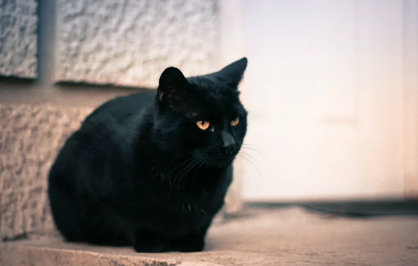 Фото обои кошка, глаза, кот, черный