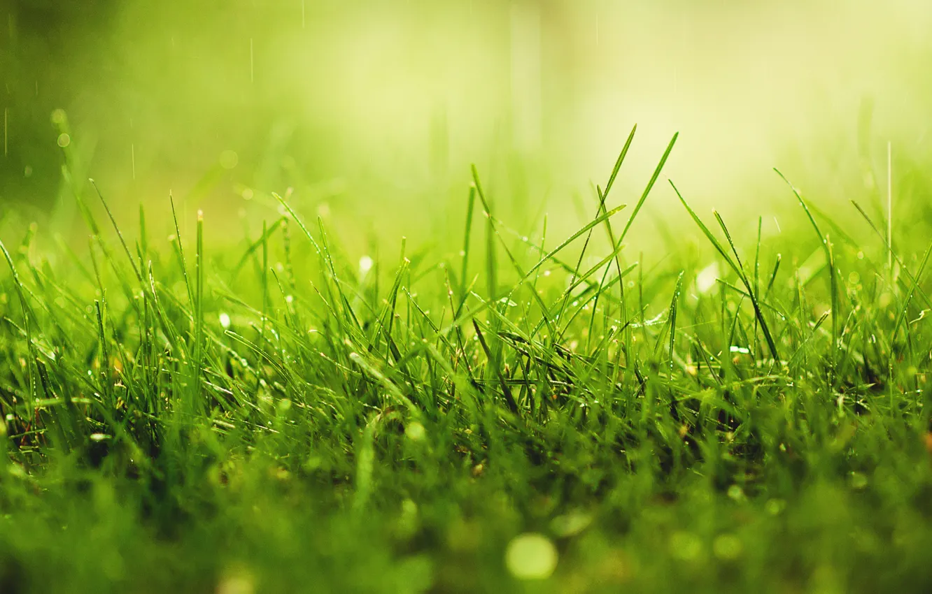 Фото обои зелень, трава, капли, макро, роса, дождь, солнечный