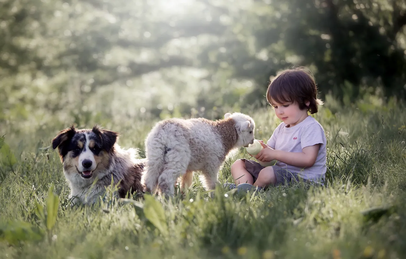 Фото обои собака, мальчик, овца