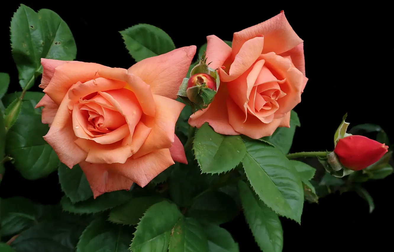 Фото обои фон, черный, куст, розы, лепестки, оранжевые, бутоны