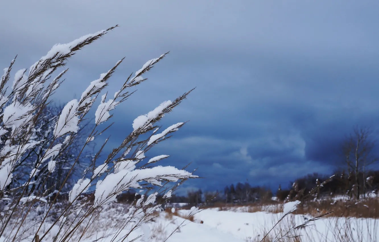 Фото обои winter, snow, plant, cold