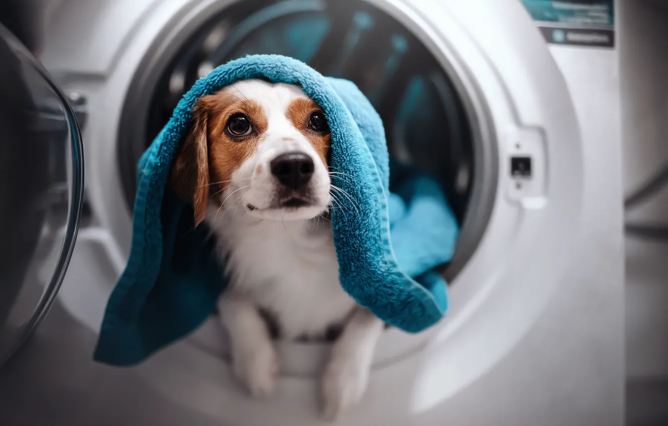 Фото обои взгляд, морда, собака, полотенце, стиральная машина, Коикерхондье
