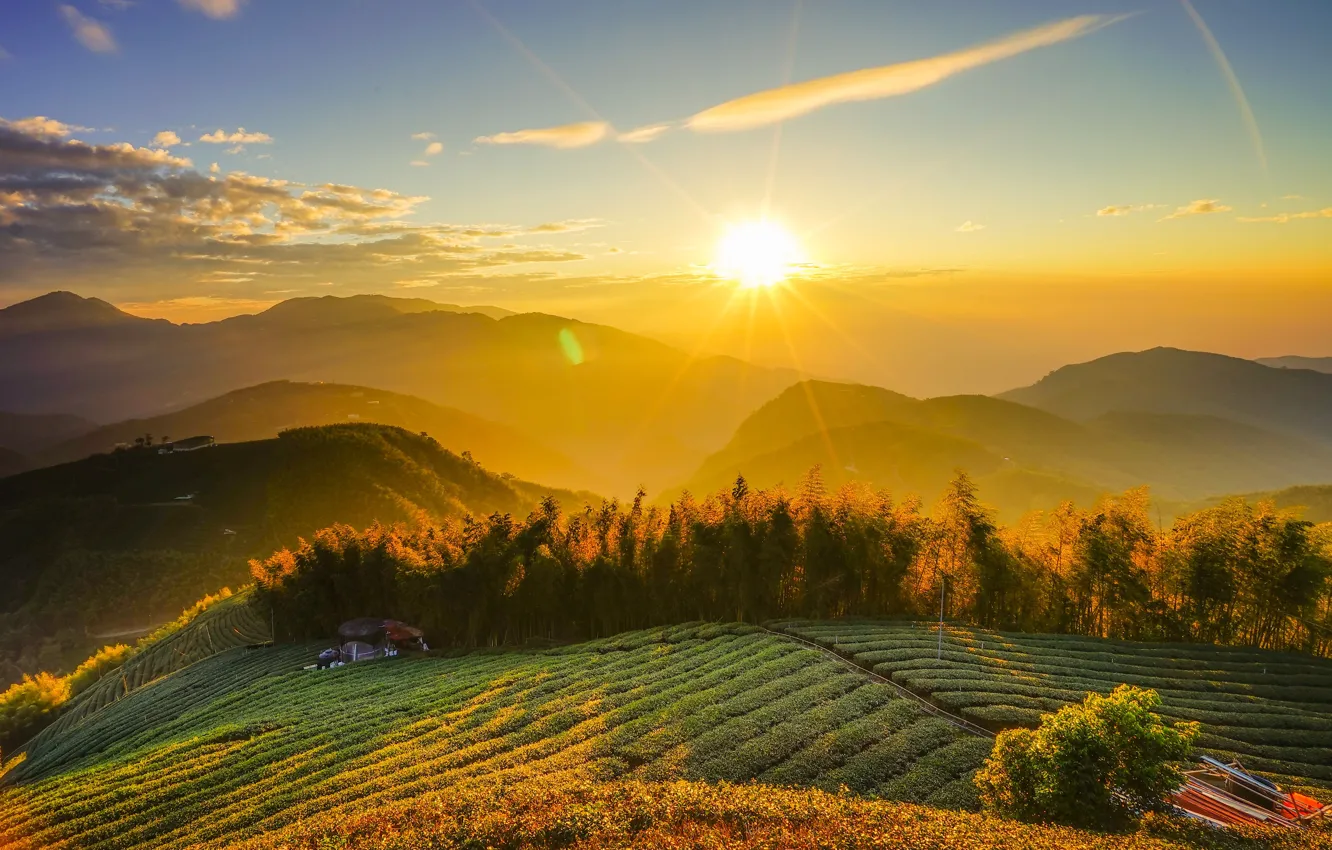 Фото обои поле, лето, небо, солнце, облака, лучи, деревья, пейзаж