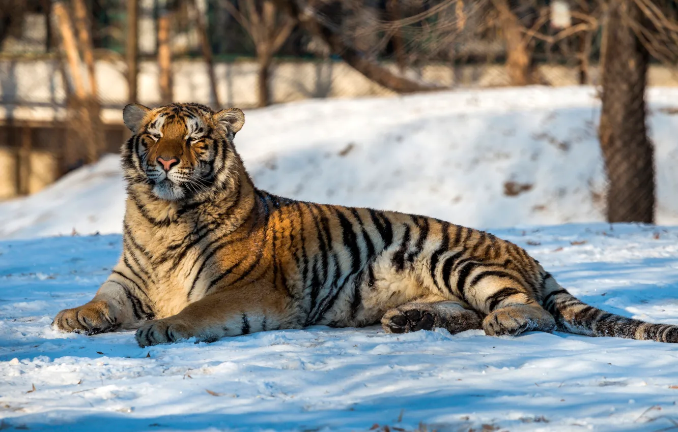 Фото обои зима, деревья, тигр, хищник, лежит, боке, на снегу