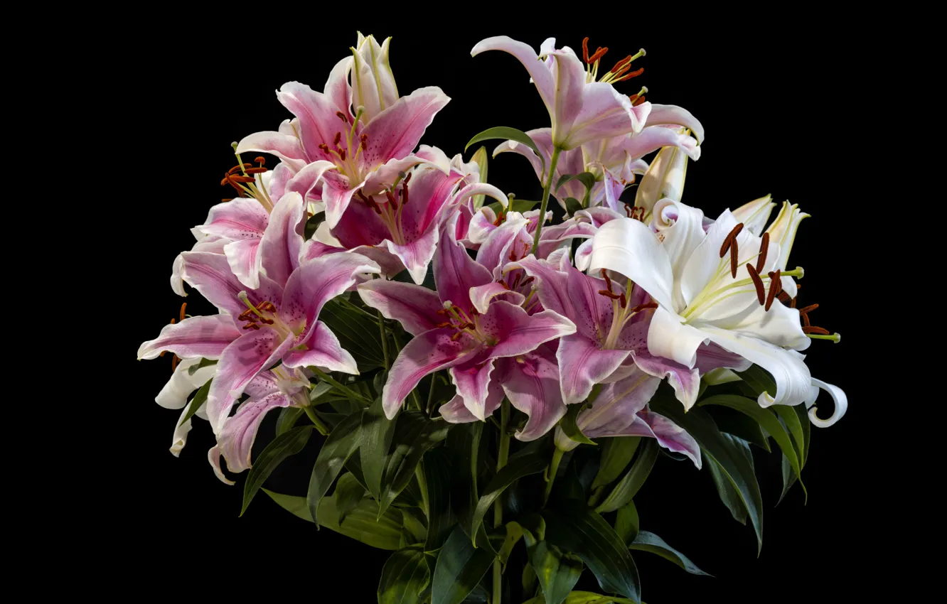 Фото обои цветы, лилии, букет, розовые, белые, черный фон