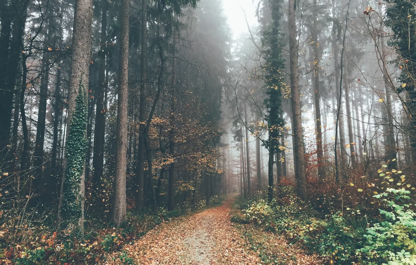 Фото обои осень, лес, листья, деревья, туман, путь