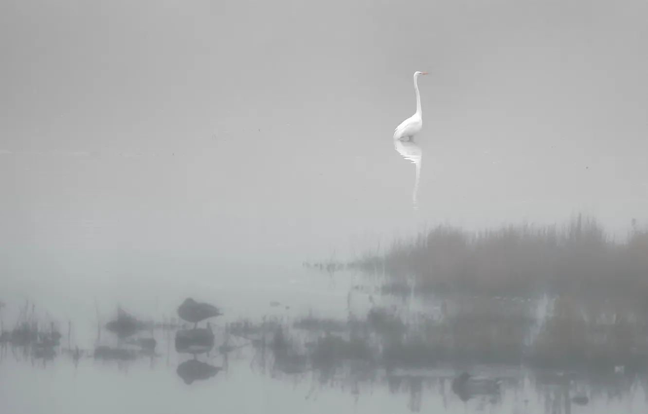 Фото обои туман, река, птица, цапля
