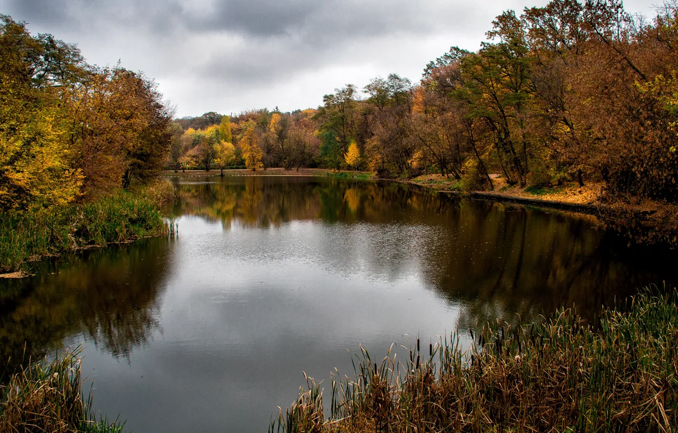 Фото обои осень, листья, вода, деревья, ветки, озеро