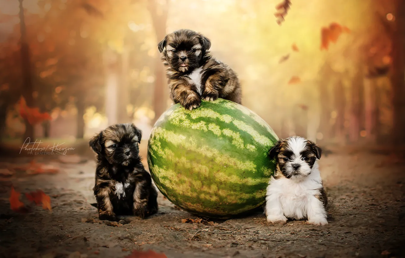 Фото обои осень, собаки, арбуз, щенки, трио, троица, Екатерина Кикоть
