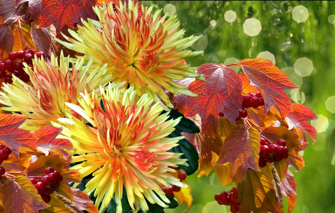 Фото обои осень, листья, капли, дождь, букет, Хризантемы