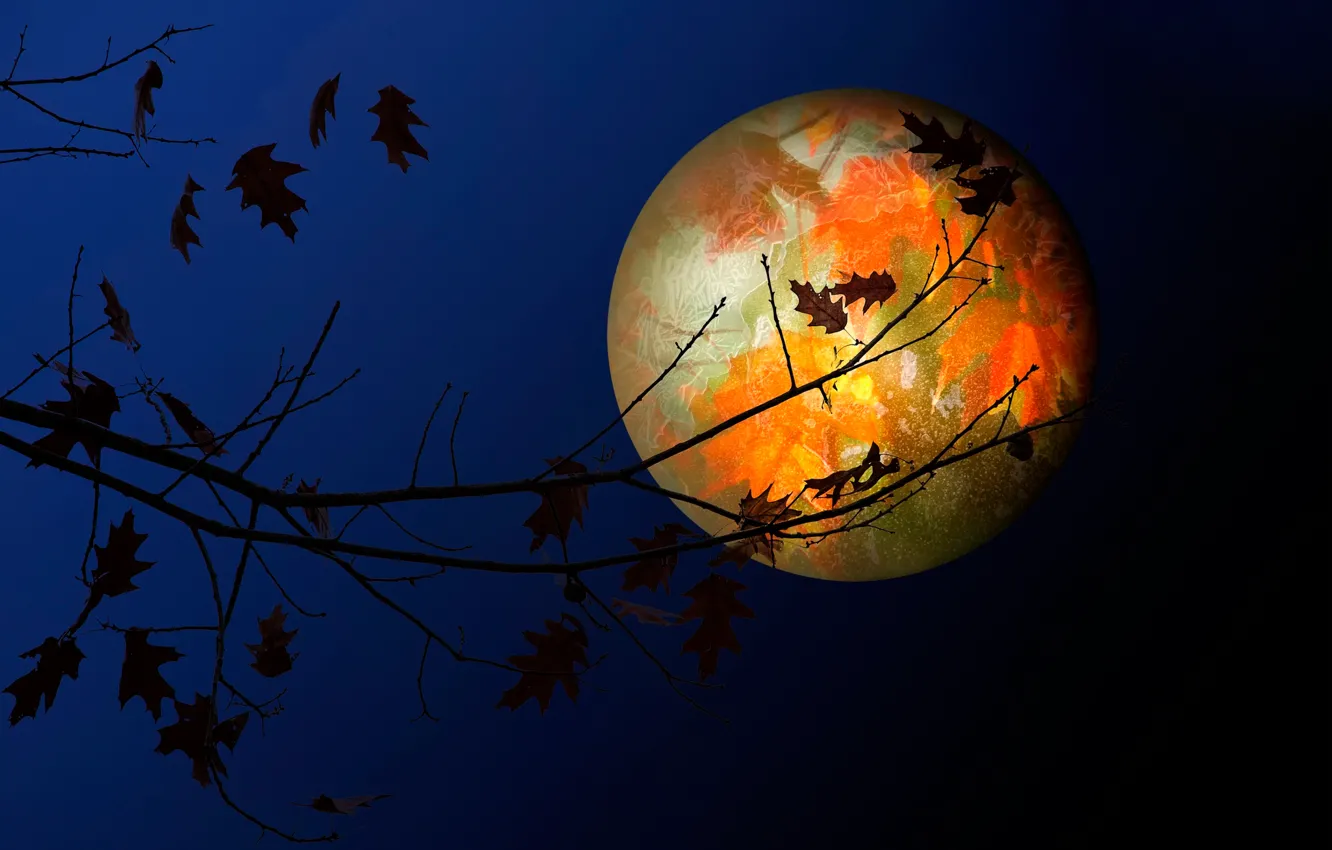 Фото обои листья, луна, текстура