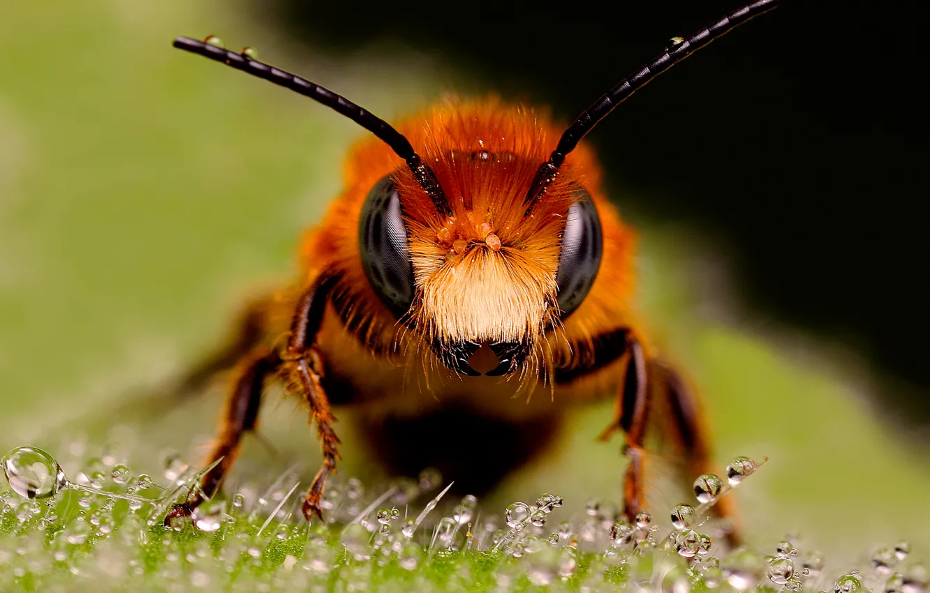 Фото обои капли, макро, пчела, рыжая, смотрит