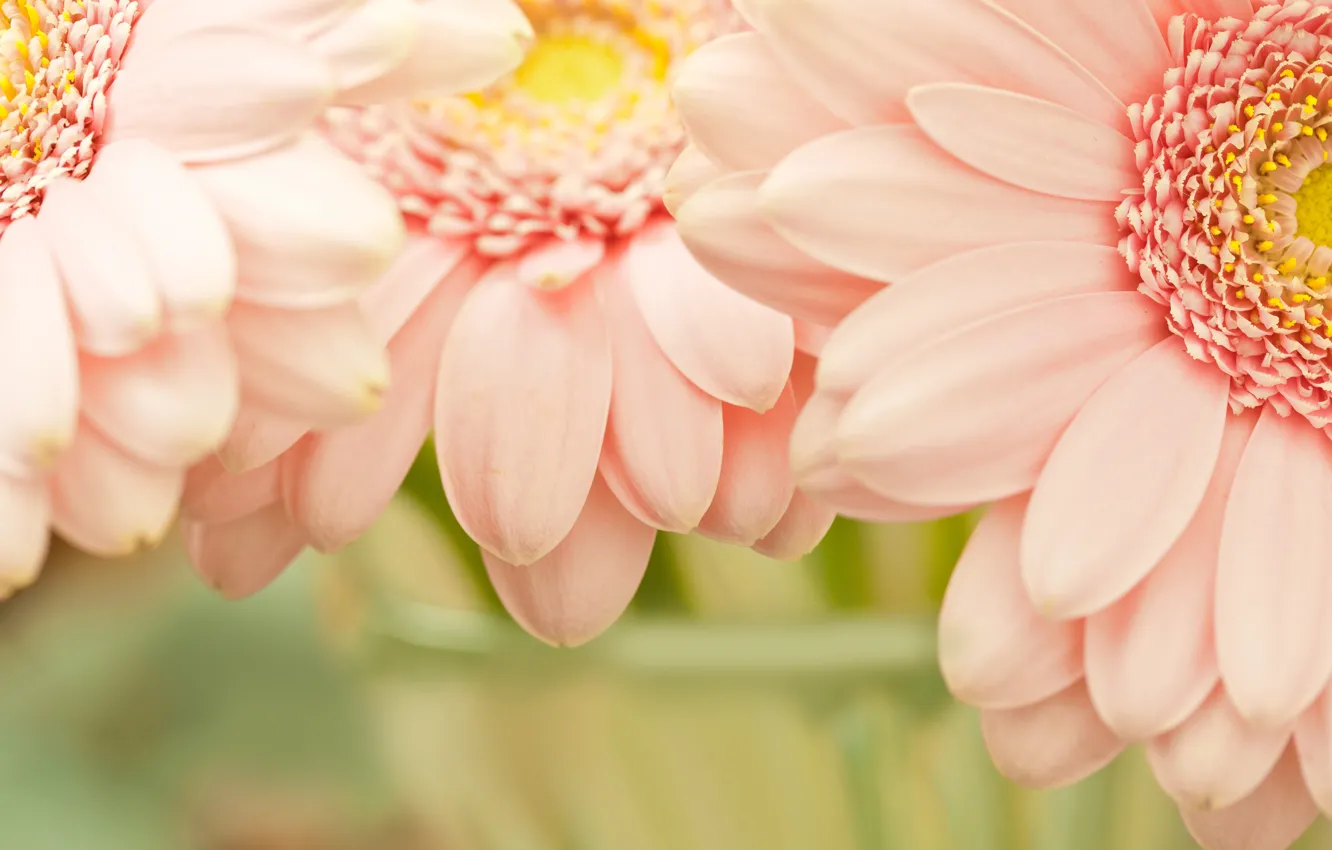 Фото обои цветок, цветы, природа, розовый, нежность, лепестки, сад, лепесток