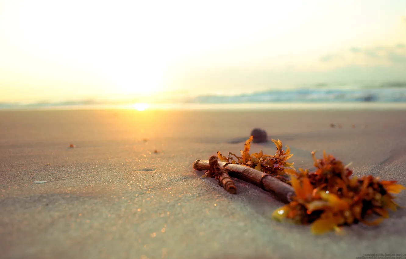 Фото обои песок, пляж, палка