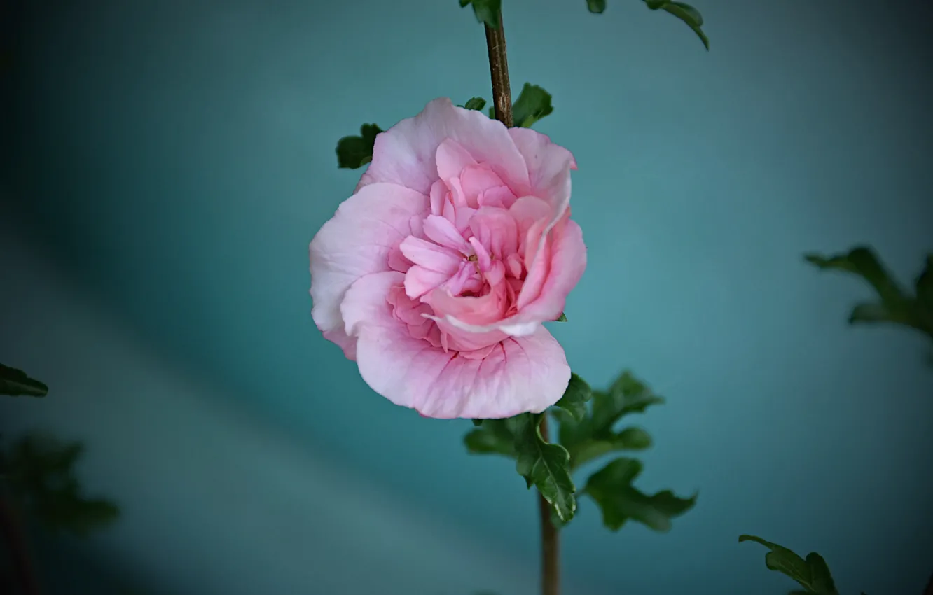 Фото обои Боке, Bokeh, Розовый цветок, Pink flower