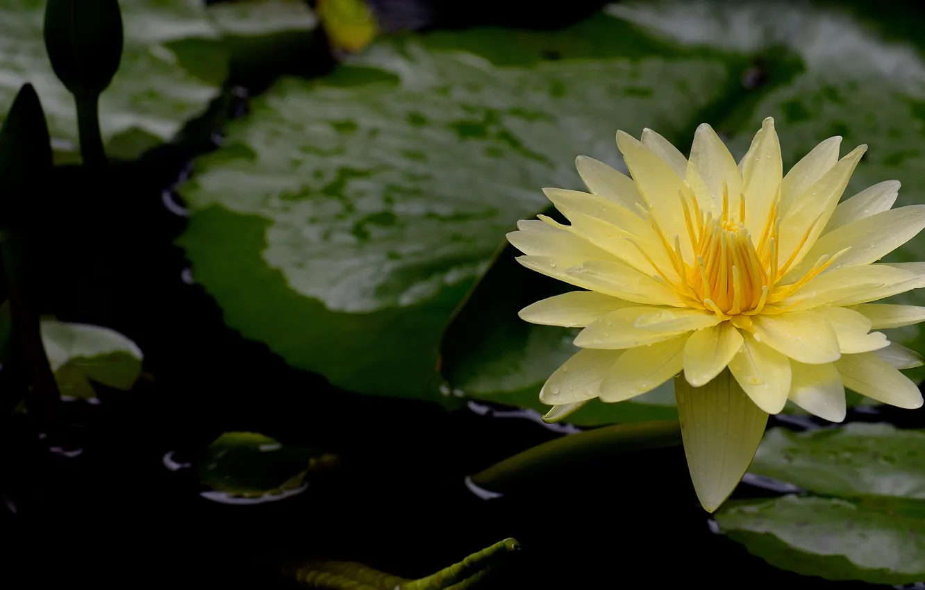 Фото обои цветок, листья, пруд, лепестки, черный фон, желтая, нимфея, водяная лилия