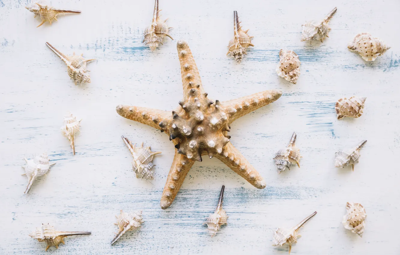 Фото обои фон, ракушки, морская звезда, summer, wood, marine, starfish, composition