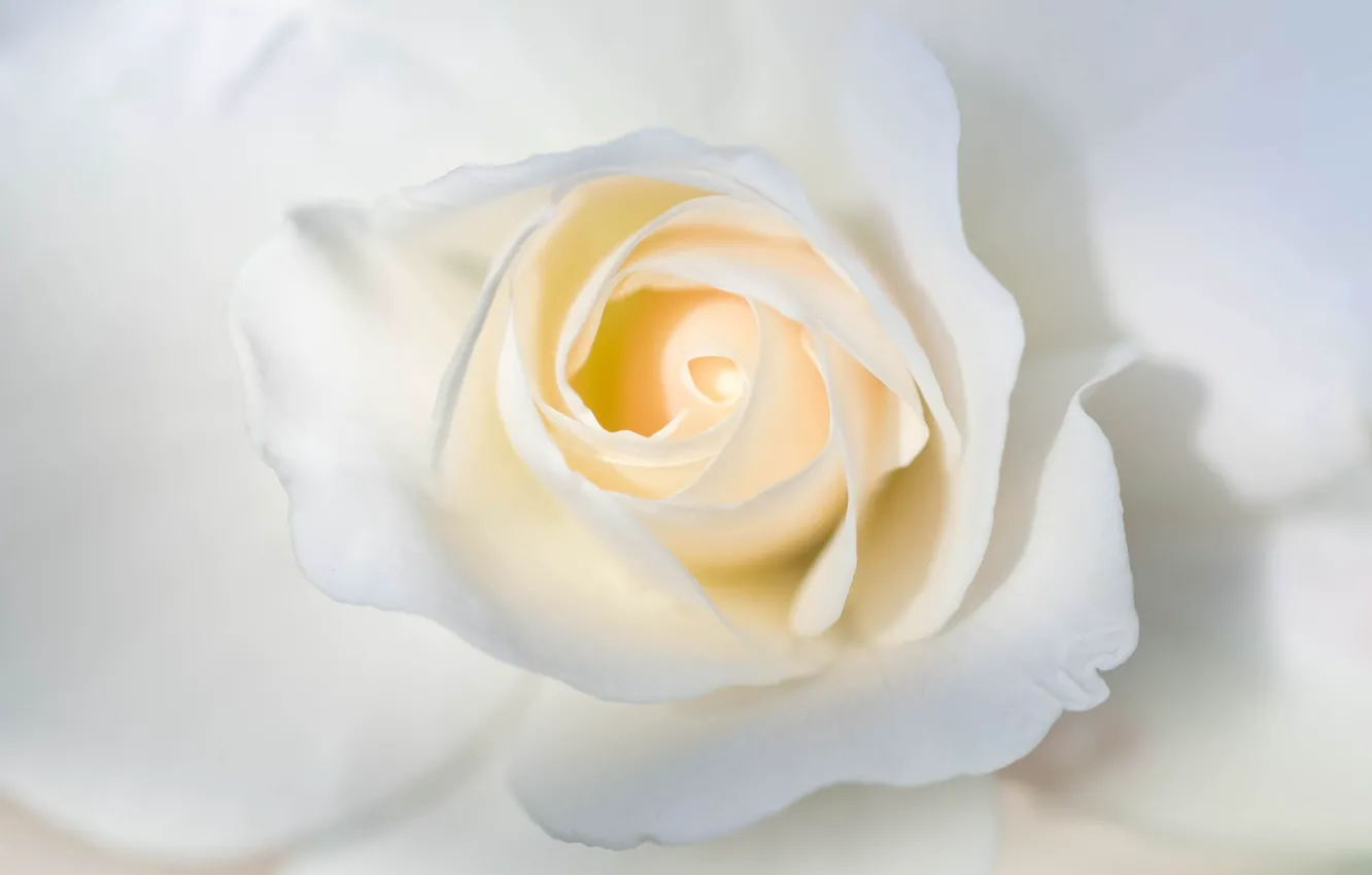 Фото обои белый, макро, роза, лепестки
