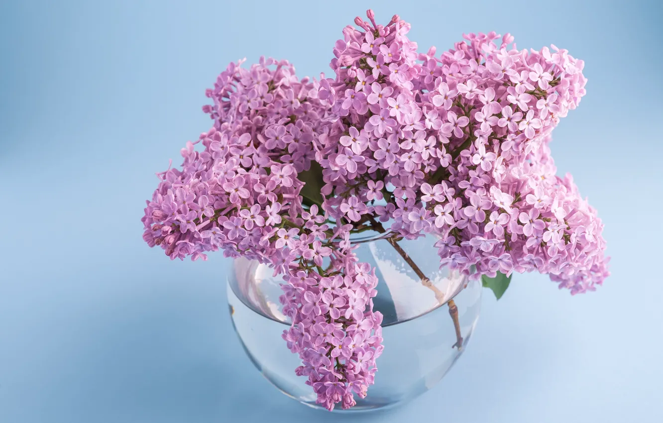 Фото обои стекло, вода, цветы, букет, весна, ваза, цветение, сирень