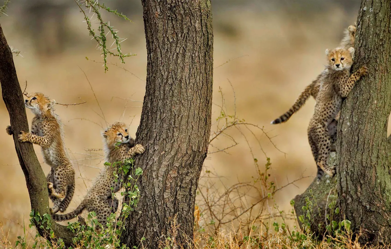 Фото обои котята, гепард, Африка, Танзания, Нгоронгоро
