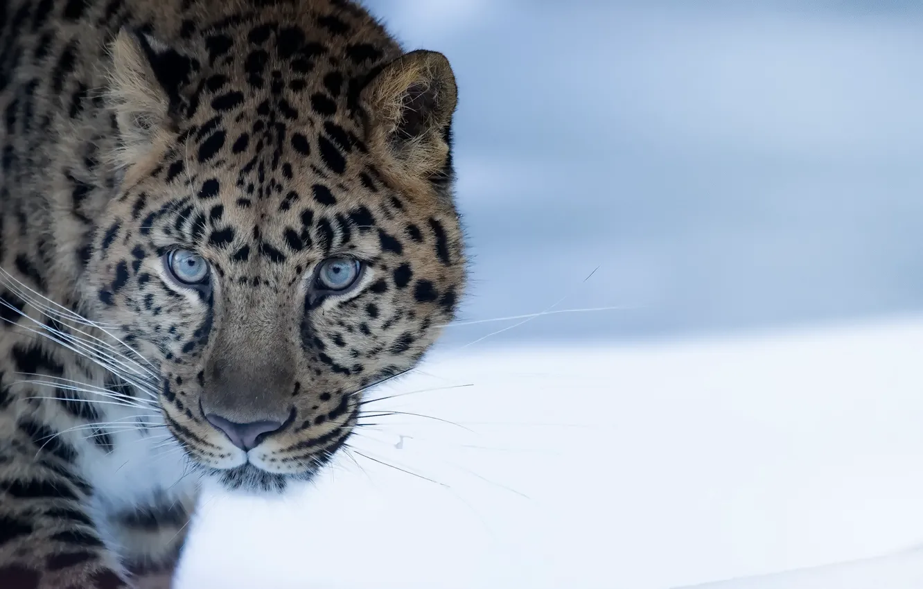 Фото обои природа, зверь, Amur Leopard
