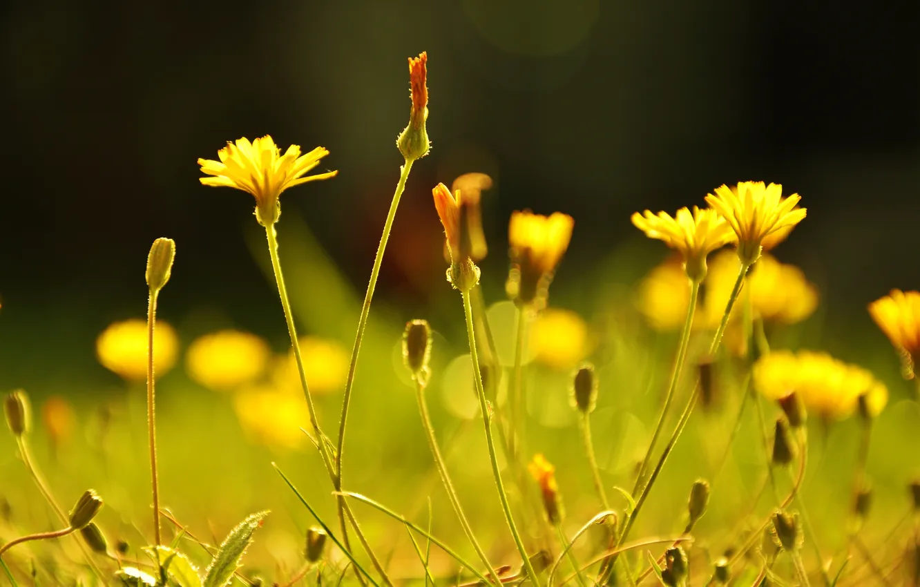 Фото обои трава, цветы, желтые
