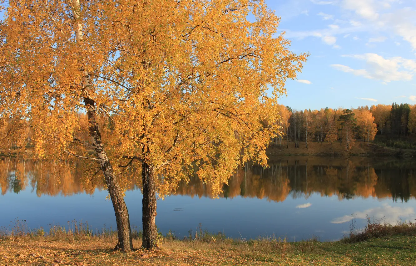 Фото обои осень, лес, листья, вода, озеро, гладь, дерево, желтые