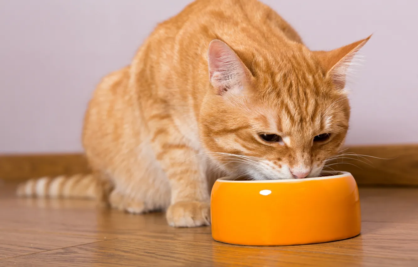 Фото обои cat, eating, food bowl