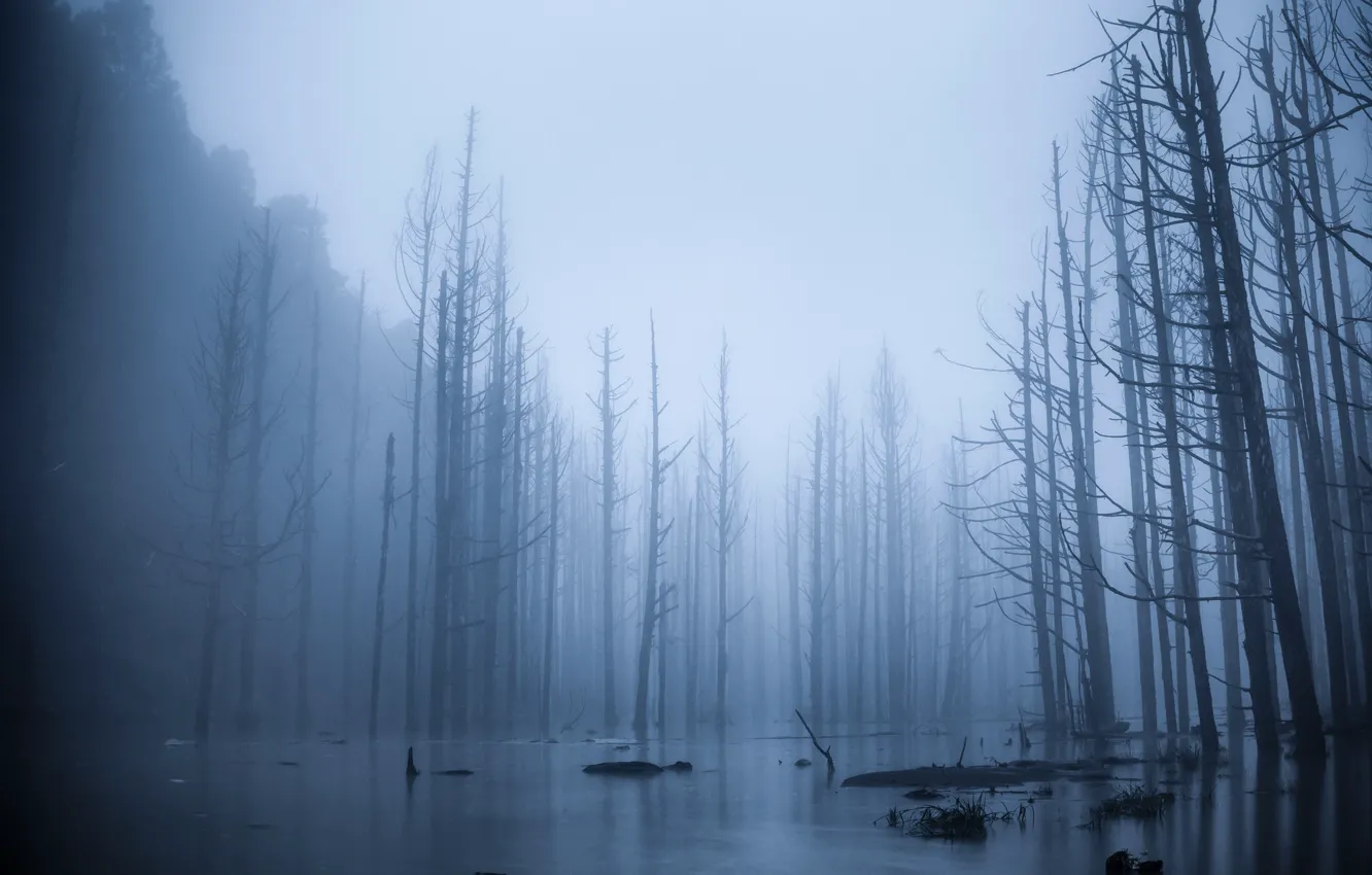 Фото обои лес, деревья, туман, разлив, половодье