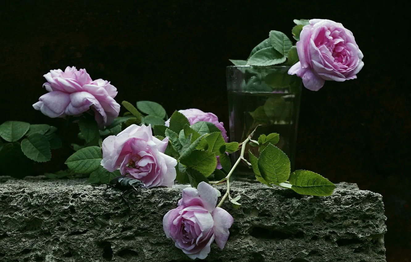 Фото обои стакан, розы, тёмный фон