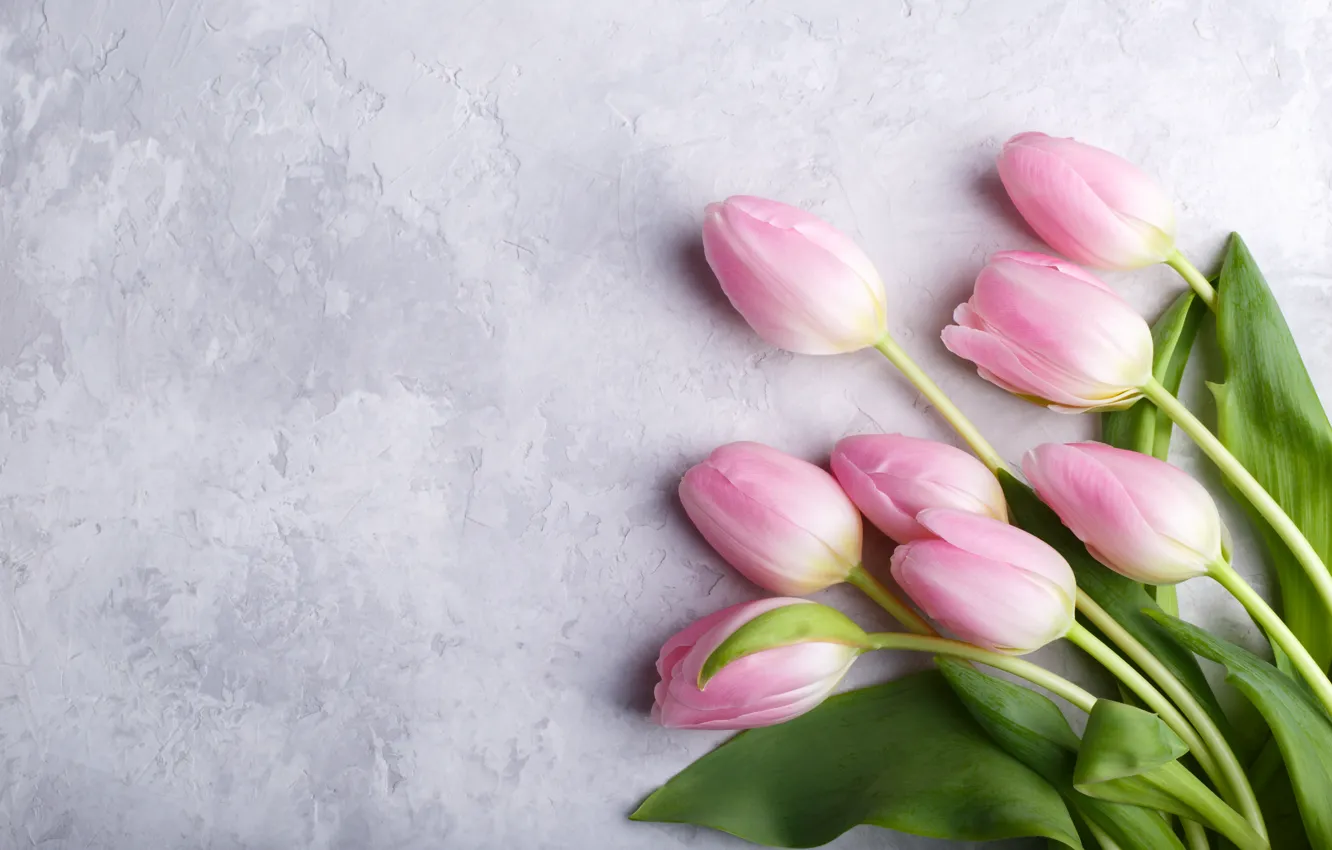 Фото обои цветы, букет, тюльпаны, розовые, fresh, pink, flowers, tulips