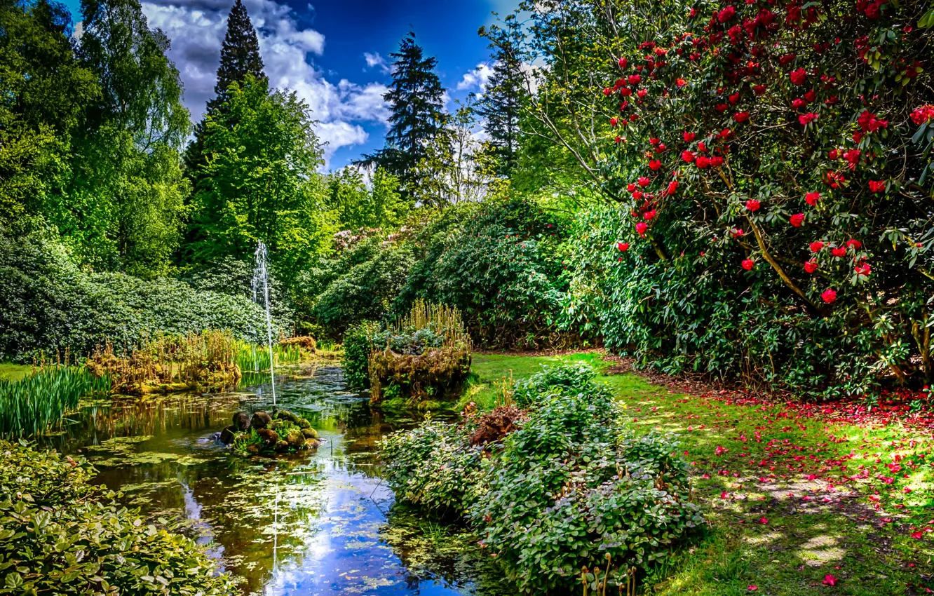 Фото обои зелень, трава, деревья, пруд, парк, лепестки, Великобритания, фонтан