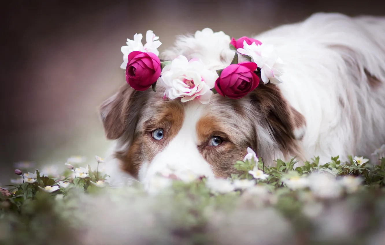 Фото обои взгляд, морда, цветы, собака, венок, Австралийская овчарка, Аусси